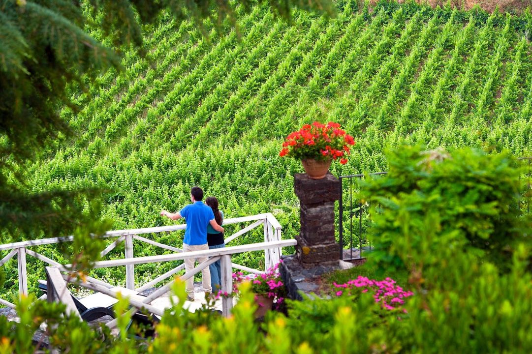 Alla Scoperta Dei Vigneti DellEtna A Bordo Del Treno Dei Vini